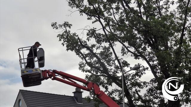 Automobilisten negeren omleiding bij snoeiwerken bomen Bouwelsesteenweg Nijlen 