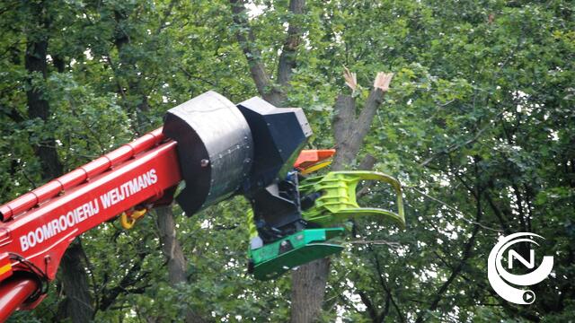 Groen Nijlen tekent bezwaar aan tegen kappen 85 bomen 