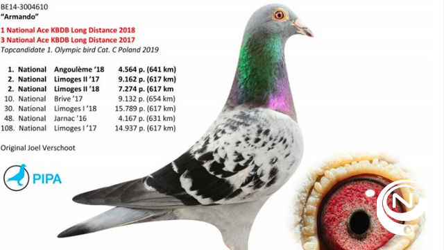  Duurste duif ter wereld: West-Vlaamse Armando verkocht voor absoluut recordbedrag van €1.252.000 