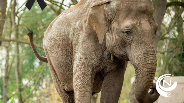 Olifant Dumbo (48) gestorven in Planckendael