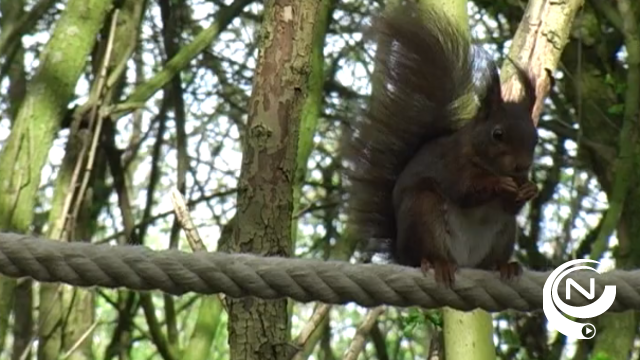 Lokaal bestuur Grobbendonk plaatst eekhoornbruggen