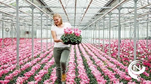 Provincie Antwerpen zet glastuinbouwsector in de kijker