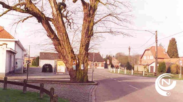 Gemeentebestuur nomineert kapellekensboom Heidehuizen voor Boom van het Jaar