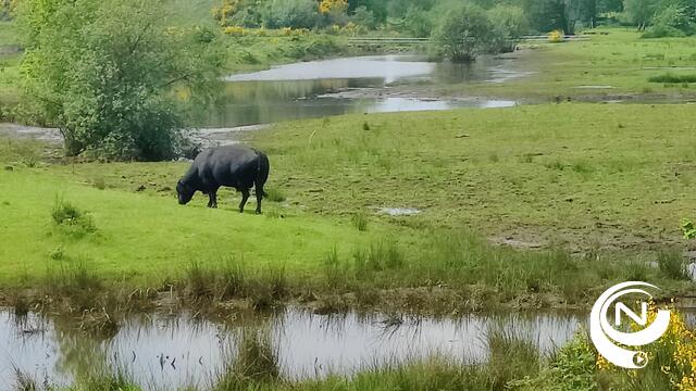 Wandeltip : 'Meanderwandeling langs Nete met Herentaldum'