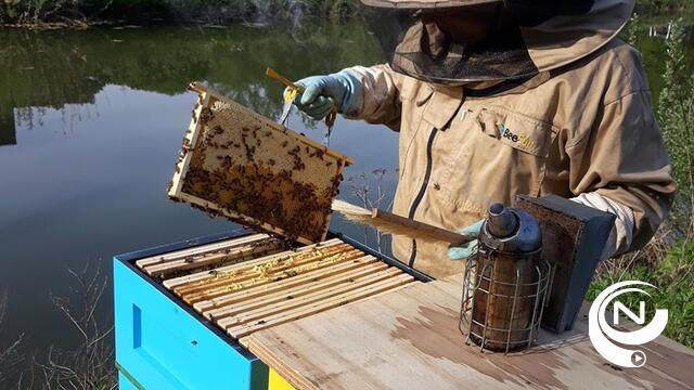 300.000 bijen leveren weldra gezonde Hidrodoe-honing