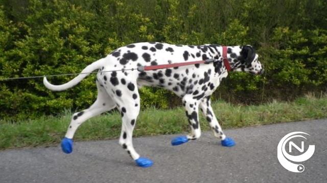  Campagne "Hot Dog": Politie in Zürich roept op om honden schoenen aan te doen