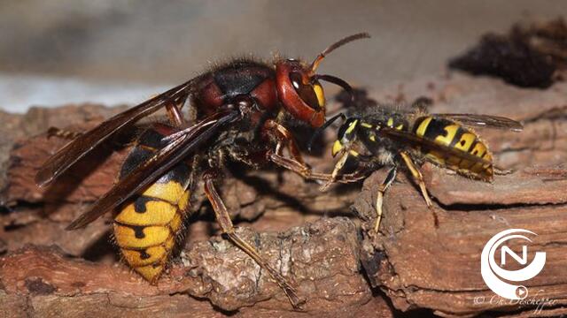 Geef de juiste nestlocaties door en help zo in de strijd tegen Aziatische hoornaar