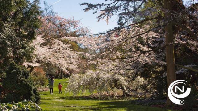 Japanse kerselaars bloeien uitzonderlijk vroeg in Arboretum  Kalmthout