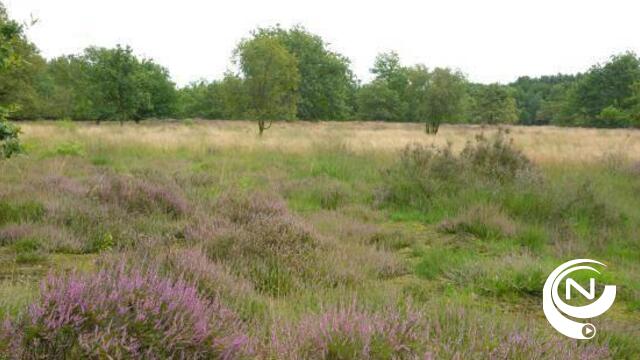 Minister keurt landschapsbeheerplan De Kesselse Heide – het Goor in Nijlen goed