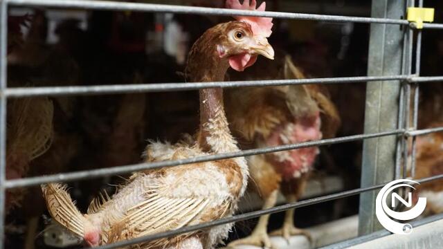 Animal Rights maakt trieste beelden in megastal Merksplas: 'Kippen pikken elkaar volledig kaal van de stress' - vid