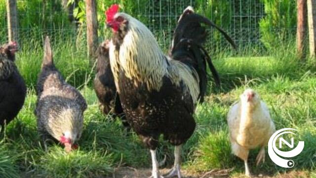 Kippen terroriseren Boeyendaal Herenthout, vossenplaag in Berlaar 