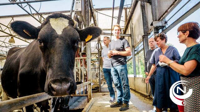 Nederlandse boeren houden koeien uit de wei uit protest tegen stikstofbeleid