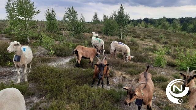 Primeur in Vlaanderen : test met loslopend vee in regio Balen en Mol