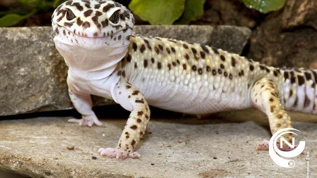 Nieuw reptielenverblijf Olmense Zoo opent in april 