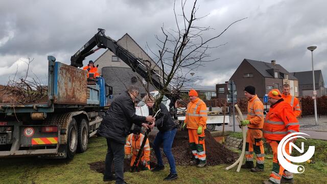 Lokaal bestuur Nijlen plant 32 extra bomen aan op openbaar domein