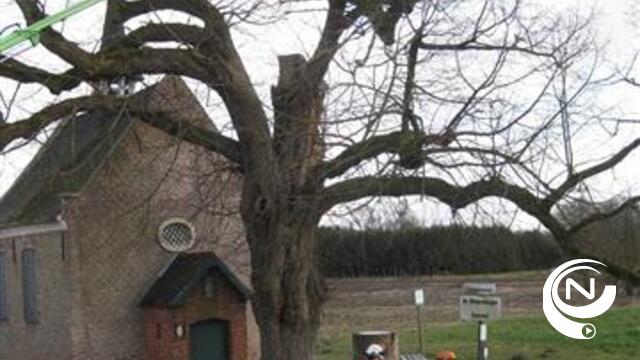 Kapelboom van Dimpnakapel uit 1670 krijgt onderhoudsbeurt
