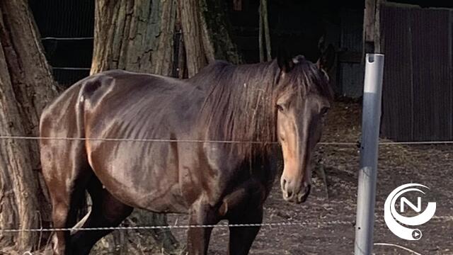 Gestolen wedstrijdpaarden uit Olen teruggevonden in Roemenië:  "Prachtig politiewerk van PZ Neteland!"