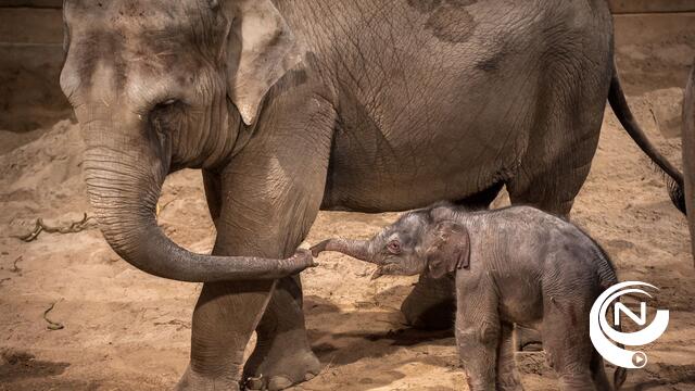 Bezoekers Planckendael kiezen Suki als naam voor baby olifantje