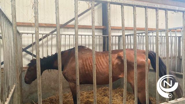  Gerecht valt binnen in stallen in Arendonk, Berlaar en Duffel: "Rijpaarden mogelijk in voedselketen terechtgekomen"