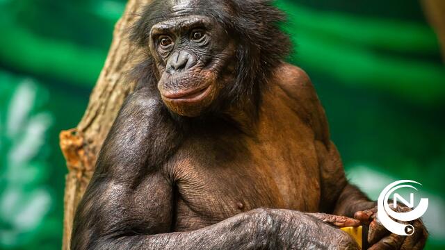 Belangstelling groot voor dierentuinen: Planckendael al volzet tijdens 1e week van heropening