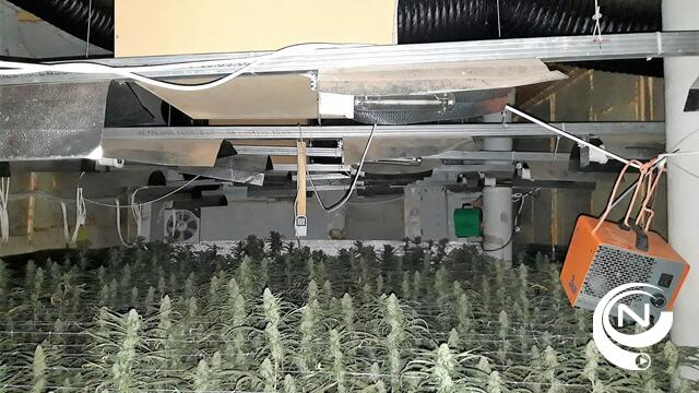 Drugsonderzoek leidt Heistse politie naar immense cannabisplantage met 2.500 planten in Heist-Goor - foto's