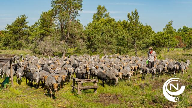 Herstelactie De Liereman Oud-Turnhout : 350 schapen begrazen verbrand gebied - foto's