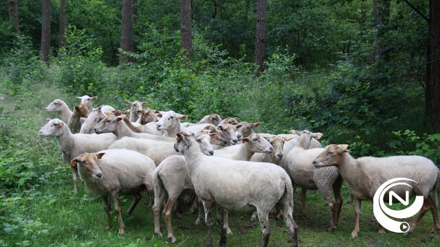 250 schapen van Kemp vzw begrazen oevers Kanaalplas    