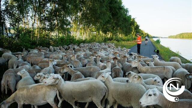 Grootse schapenkudde begraast kanaalplasoever Mol van 3 tot en met 8 november
