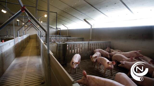 Provincie weigert milieuvergunning voor mega-varkensstallen in Kleinrees