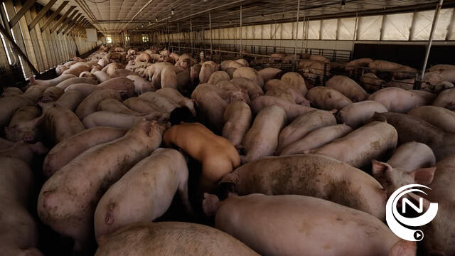 Positief advies gemeente voor bouw varkensstal aan Kleinrees 