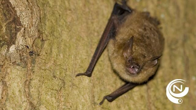 120 nieuwe bomen in Noorderwijk om vleermuizen te helpen zich te oriënteren
