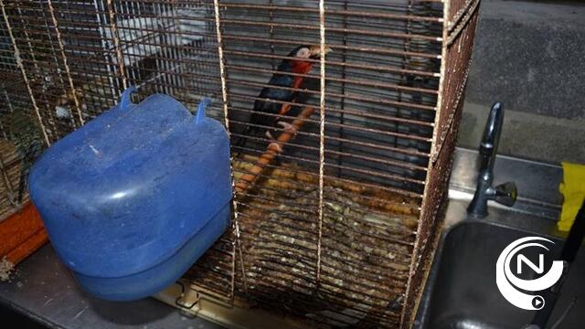Verwaarloosde exotische vogels aangetroffen in Turnhout, VOC bekommert zich