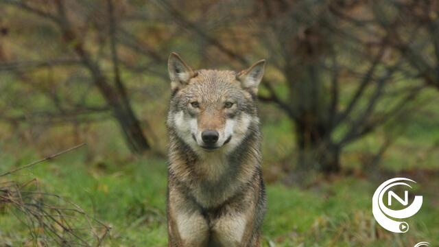Waarschuwing :  wolf gespot op grens Millegem en Geel