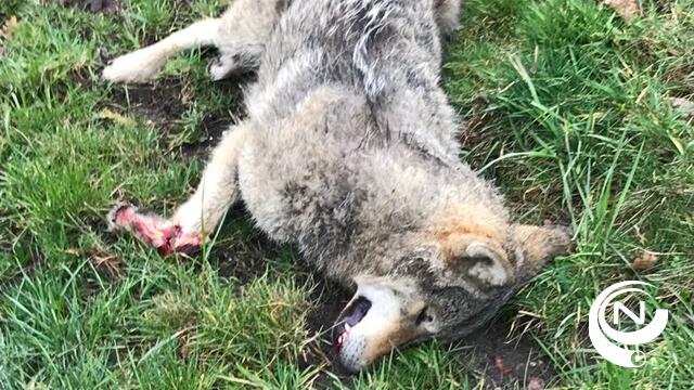  Dode wolf gevonden in Opoeteren