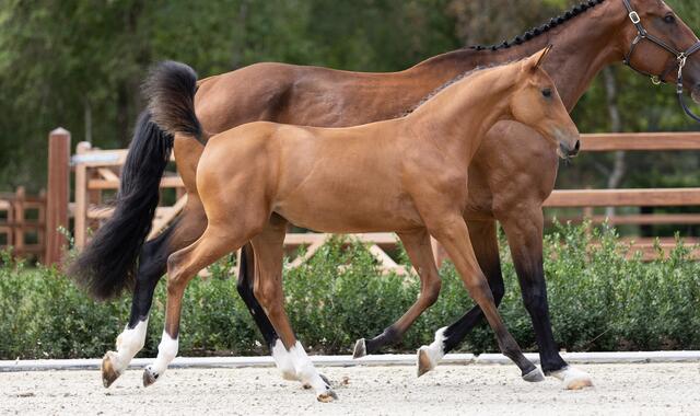 paardenveiling Equbreeding.auction