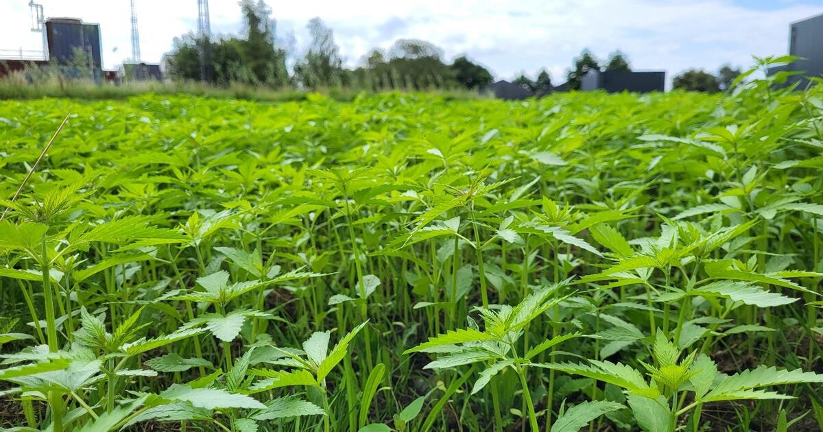 Groeiende Hennep Planten