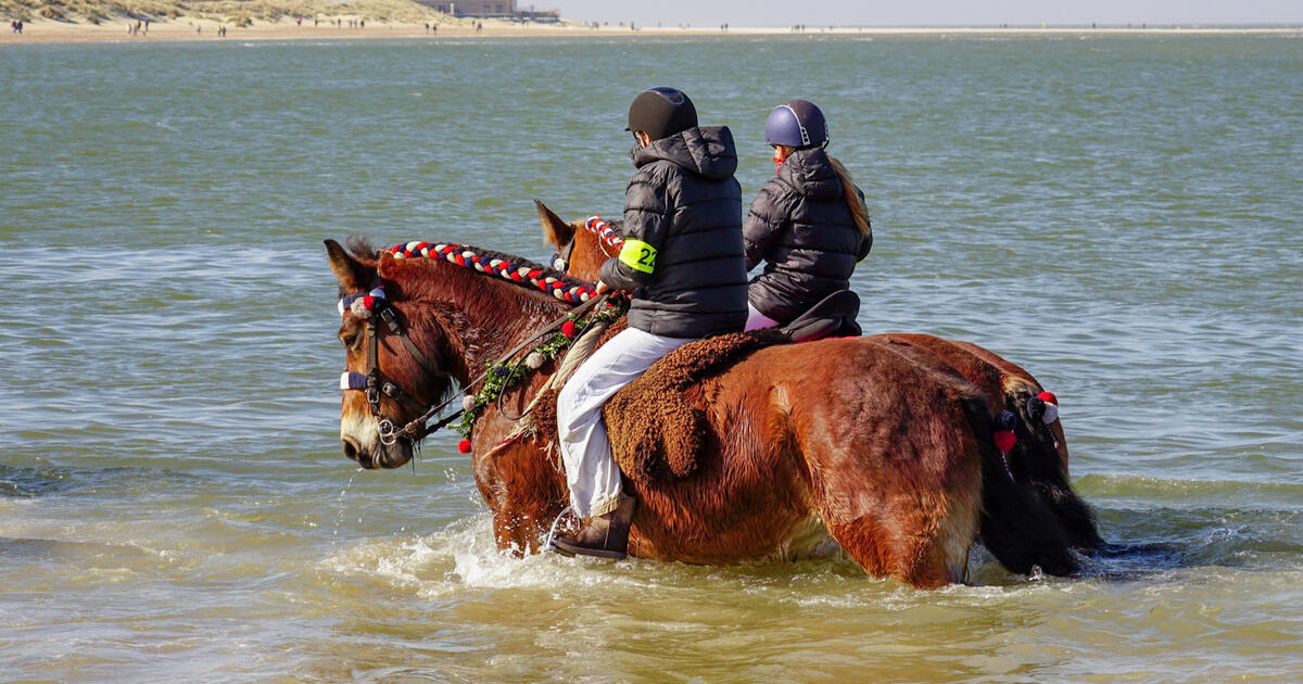 Tips4Trips Schouwen Duiveland paarden