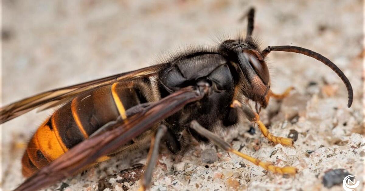 Opsporing en bestrijding Aziatische Hoornaar : info-avonden