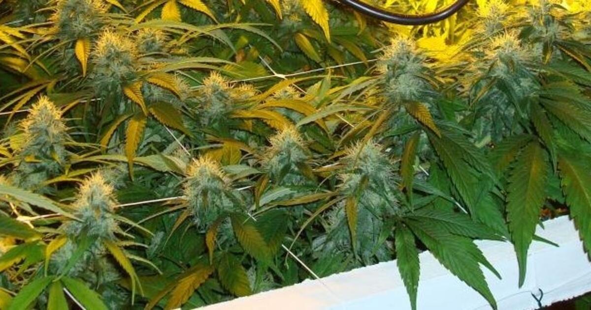 Cannabis foto rr pol