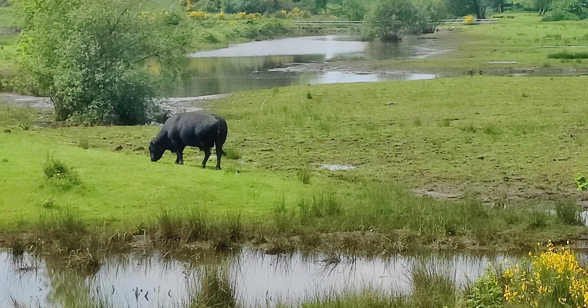 Herentaldum Kleine Nete