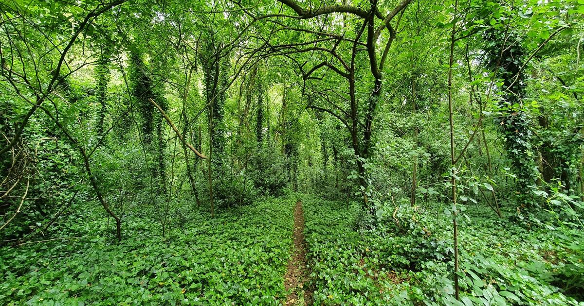 Molenbos Nijlen - foto provincie Antwerpen